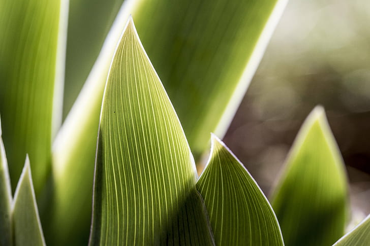 grönt blad växt närbild fotografi, Abstrakt, Iris 2, grönt blad, växt, närbild fotografi, Peterborough, Storbritannien, Valentine, Manic, natur, blad, närbild, grön Färg, bakgrunder, tillväxt, makro, friskhet, tropiskt klimat, HD tapet