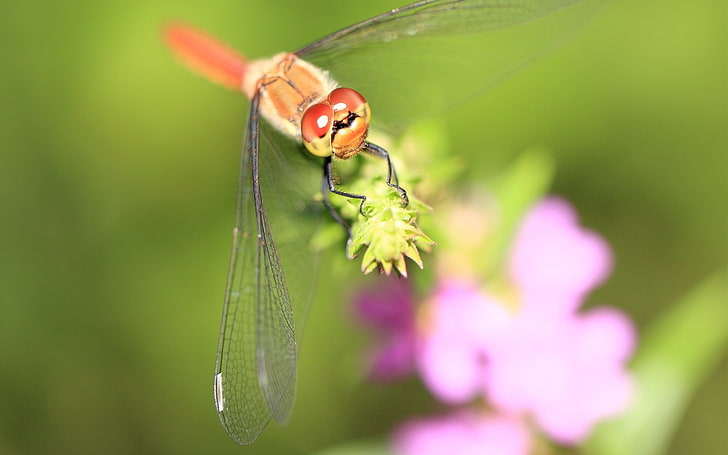 flame skimmer, dragonfly, grass, leaves, HD wallpaper