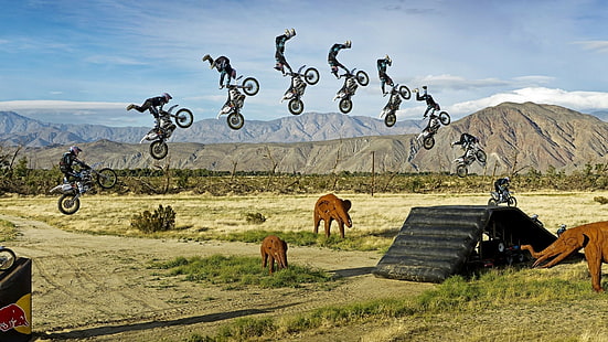 akcja, rower, słoń, słonie, ekstremum, skok, motocross, motocykl, sport, stop, wyczyn kaskaderski, Tapety HD HD wallpaper