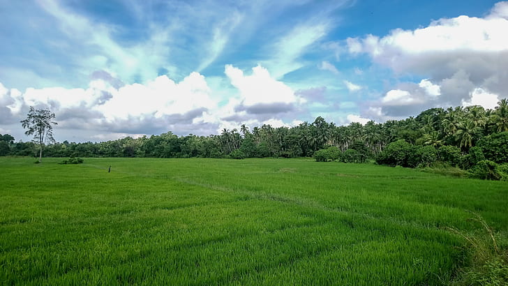 sri lanka, field, paddy fields, minuwangoda, HD wallpaper