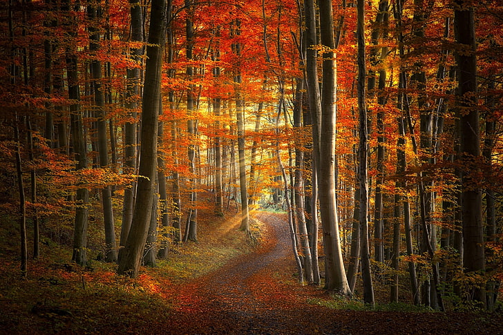 orange leafed trees, path, sun rays, forest, fall, leaves, grass, trees, red, yellow, orange, morning, road, nature, landscape, HD wallpaper