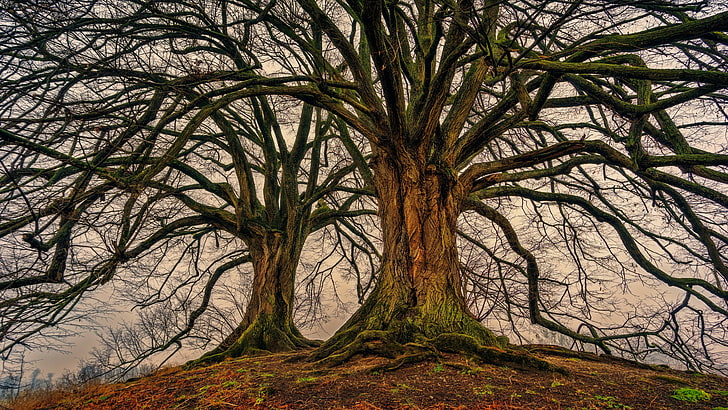หัวล้านต้นไม้ไม้ความงามบันทึกชนเผ่าธรรมชาติ, วอลล์เปเปอร์ HD