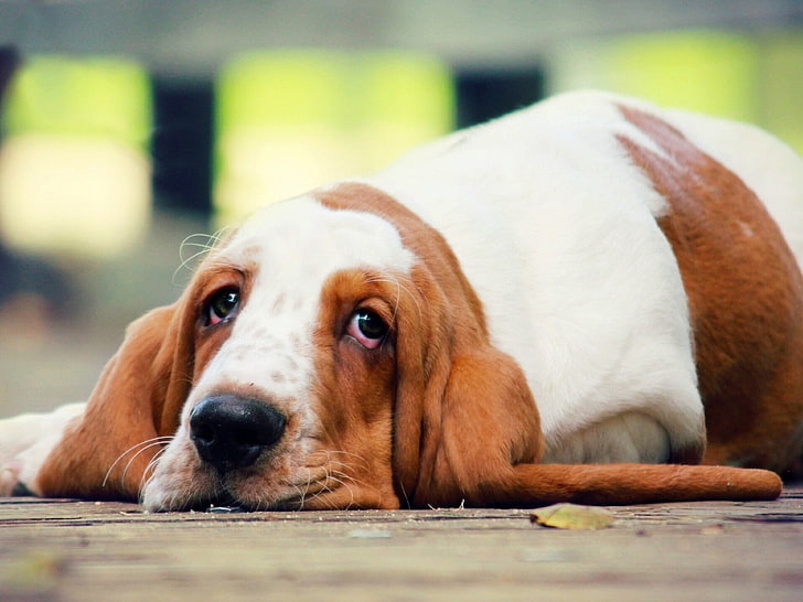 Basset Dog Lügen-Tier HD Wallpaper, HD-Hintergrundbild