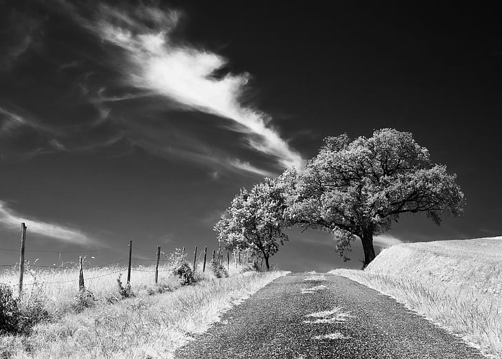 grayscale photography of trees and field, hill top, grayscale, photography, field, agriculture, campagne, clouds, road, tree, vanishing point, nature, black And White, rural Scene, outdoors, landscape, sky, meadow, HD wallpaper