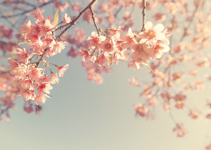 el cielo, ramas, primavera, Sakura, floración, vendimia, rosa, flor, cerezo, floración, Fondo de pantalla HD