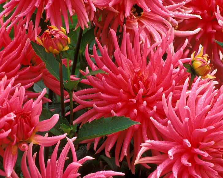 aaters merah.jpg banyak bunga Pretty Spiky HD, alam, bunga, bunga, merah, cantik, banyak, runcing, Wallpaper HD