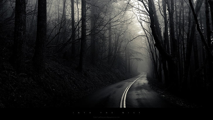 calzada gris, camino, monocromo, bosque, Fondo de pantalla HD