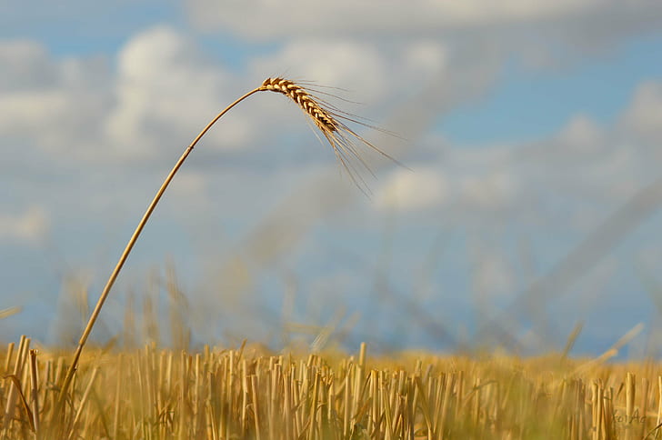 brown wheat in closeup photo, Eins, braun, weizen, nahaufnahme, foto, ernte, feld, ernten, schneiden, körner, sommer, landwirtschaft, ungarn, getreide, hügel, ebene, bewölkt, himmel, überleben, überlebender, mező, natur,getreidepflanze, ländliches Motiv, bauernhof, samen, wachstum, reif, HD-Hintergrundbild