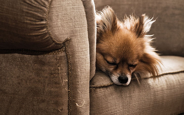 adult fawn Pomeranian, dog, puppy, chair, sleeping, furry, HD wallpaper