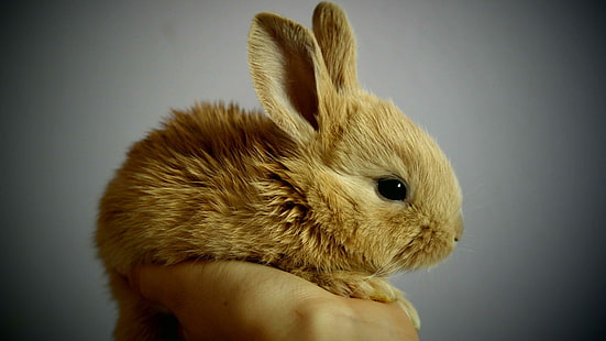 rabbit, bunny, cute, leveret, HD wallpaper HD wallpaper