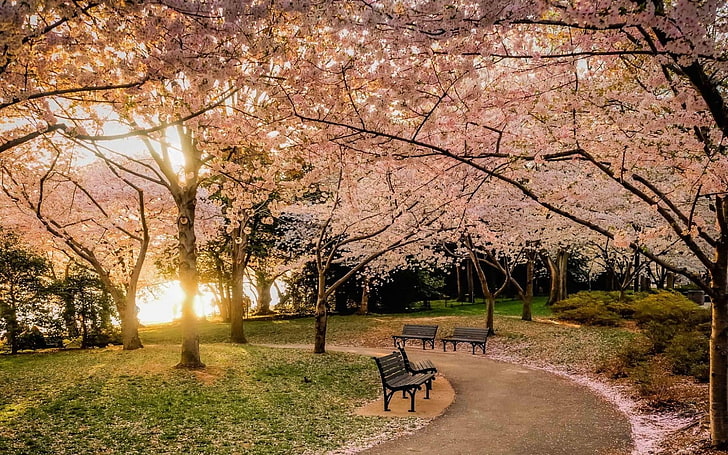 three black metal benches, nature, landscape, park, lawns, bench, trees, sunset, cherry blossom, flowers, path, pink, HD wallpaper