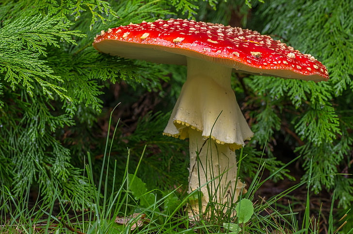 red and brown mushroom, forest, macro, mushroom, toadstool, HD wallpaper