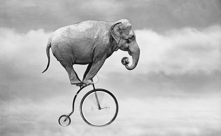 Elephant on bicycle, sky, bicycle, elephant, HD wallpaper