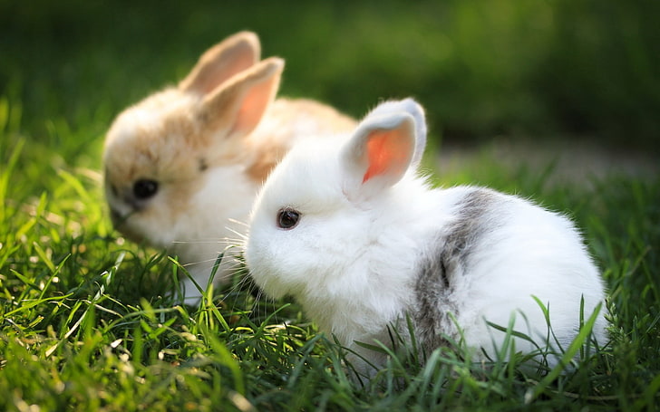 two brown and white rabbits, rabbits, couple, grass, fur, beautiful, HD wallpaper