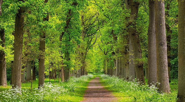 brown road between trees alley photography, greens, trees, landscape, nature, beauty, spring, joraga, HD wallpaper