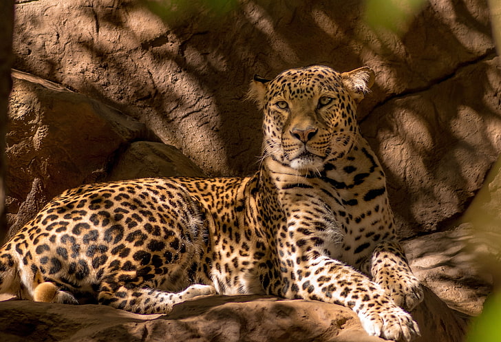 brown and black leopard, leopard, predator, cat, HD wallpaper