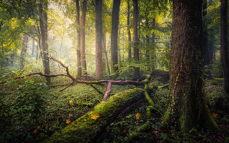 Bavyera Almanya Manzara Ekim ayında Düşmüş Orman Fallen Ağaçlar Yeşil Yosun Ultra Hd Duvar Kağıtları Ve Dizüstü 3840 × 2400, HD masaüstü duvar kağıdı