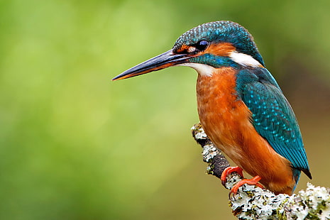 orange and blue bird, bird, branch, kingfisher, alcedo atthis, common Kingfisher, HD wallpaper HD wallpaper