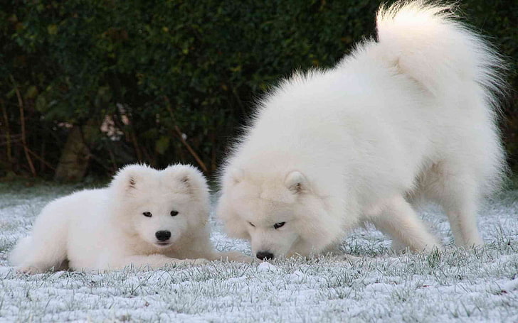 baby, Canine, dog, dogs, puppy, samoyed, HD wallpaper