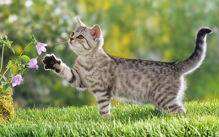 silberne Tabbykatze, Katze, HD-Hintergrundbild