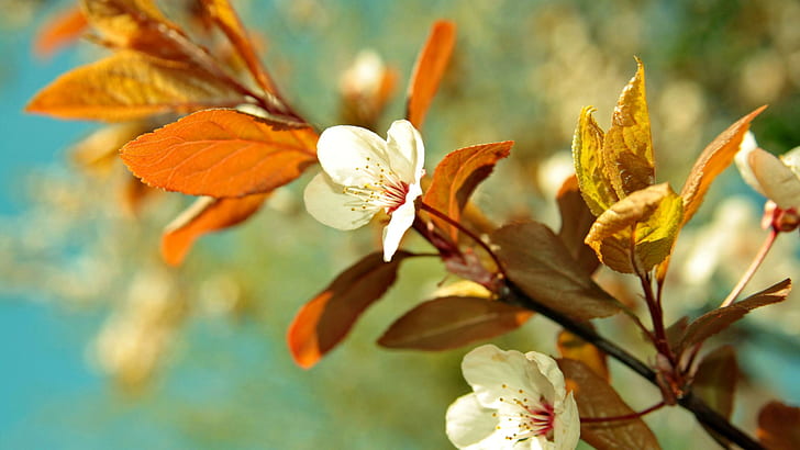 春の枝、素敵な香り、日当たりの良い、桜、開花、自然、素敵な、葉、美しい、花、春、枝、 HDデスクトップの壁紙