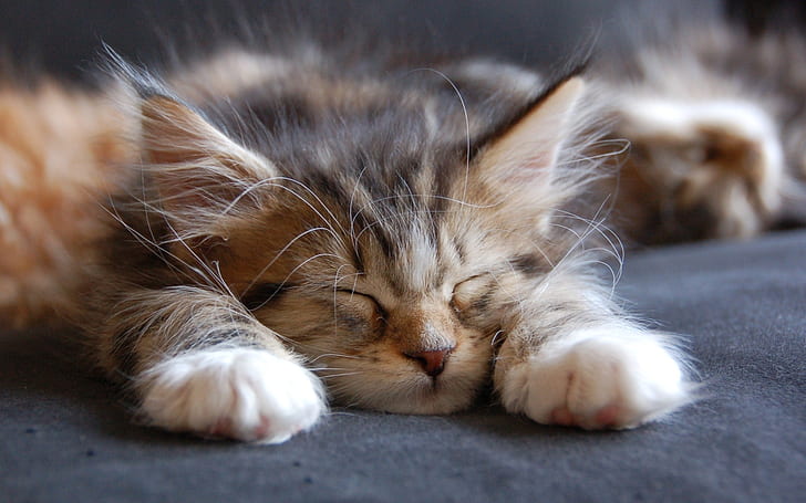 Sleeping Maine Coon Cat, maine coon cat, small, cute, HD wallpaper