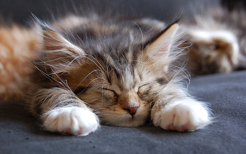 Sleeping Maine Coon Cat, maine coon cat, small, cute, HD wallpaper HD wallpaper