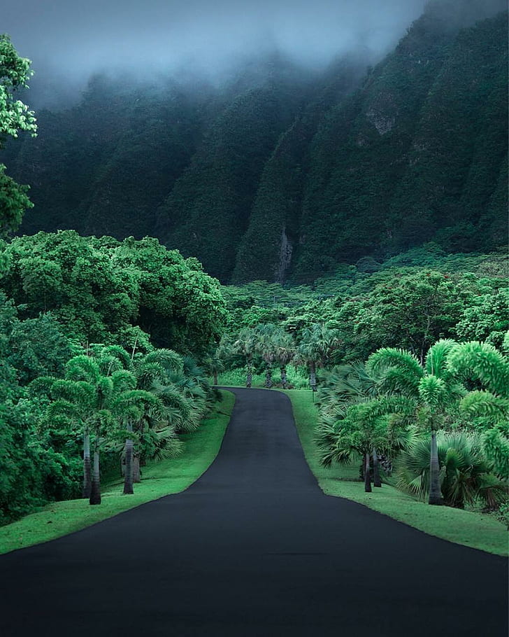 asphalte, jungle, Hawaii, montagnes, route, Fond d'écran HD, fond d'écran de téléphone