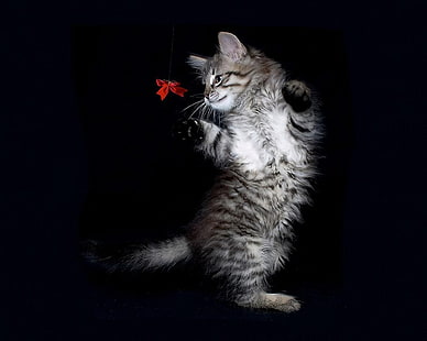 czas na zabawę Czarny słodki kotek czerwony biały HD, zwierzęta, czarny, biały, kot, czerwony, uroczy, kotek, Tapety HD HD wallpaper
