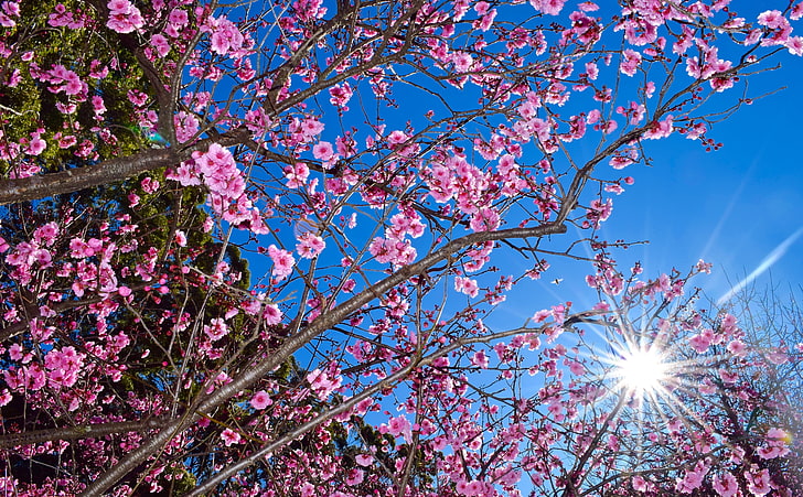 Cherry Blossom, cherry blossom tree, Seasons, Spring, Nature, Sunny, Flowers, Tree, Bright, Blossom, Springtime, cherryblossom, bluesky, HD wallpaper