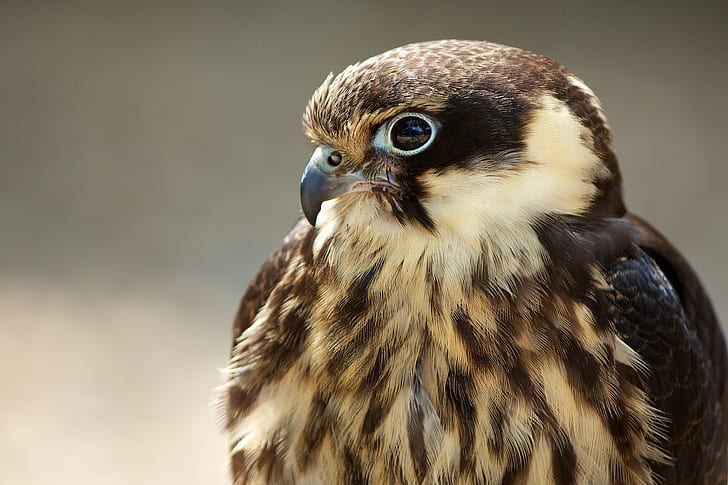 bird, Falcon, predator, profile, HD wallpaper