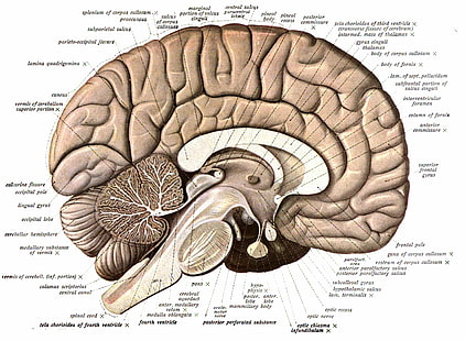Анатомия, мозък, глава, медицински, плакат, череп, HD тапет HD wallpaper