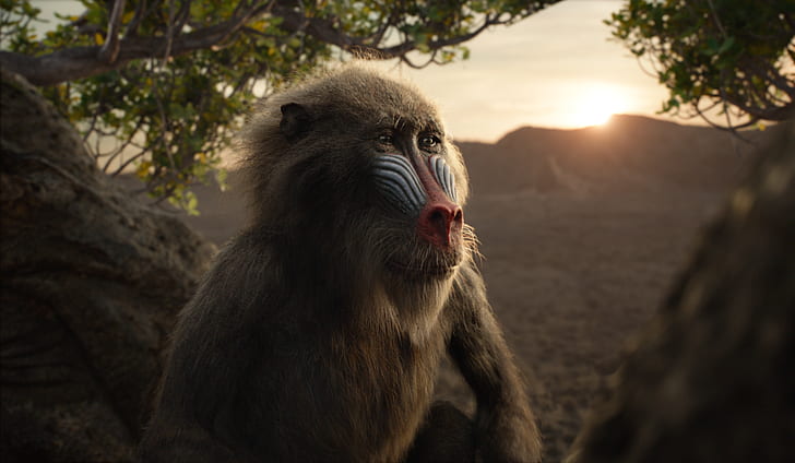 Movie, The Lion King (2019), Rafiki (The Lion King), HD tapet