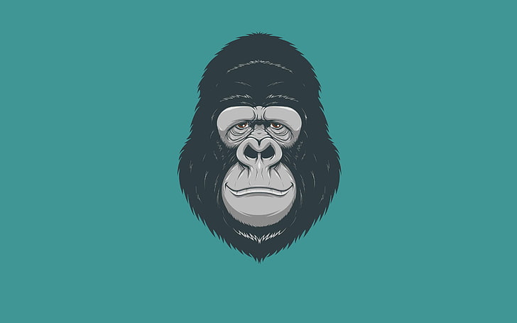 маймуна илюстрация, минимализъм, глава, маймуна, горила, HD тапет