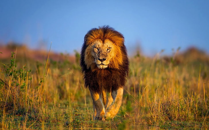 lion cool pictures, HD wallpaper