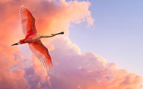 pembe ve beyaz kuş uçan resim, flamingo, uçan, kuşlar, gökyüzü, bulutlar, HD masaüstü duvar kağıdı HD wallpaper