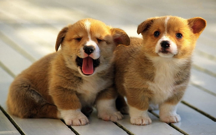 two short-coated brown puppies, corgi, pembroke, dogs, puppies, background, HD wallpaper