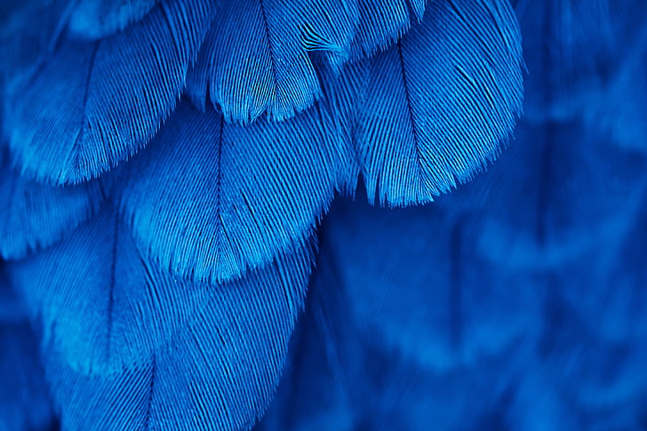 blå textil, utan namn, makro, fjädrar, blå, HD tapet