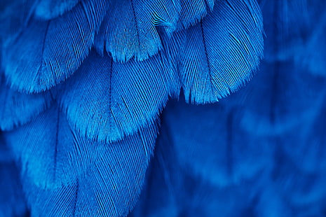 синий текстиль, без названия, макро, перья, синий, HD обои HD wallpaper