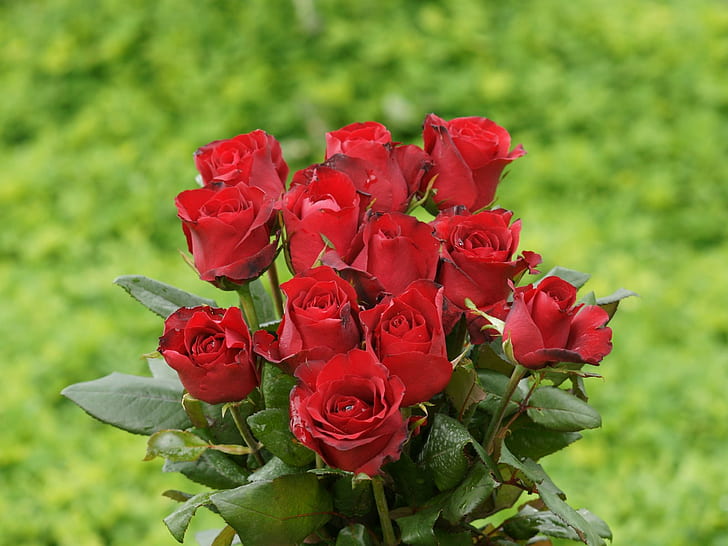 Rosa, flor, rojo, fresco, rosa, flor, rojo, fresco, Fondo de pantalla HD