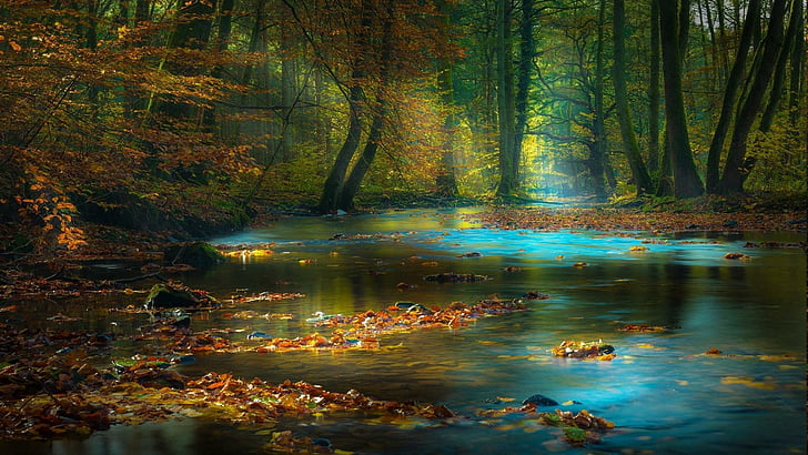 forest, brook, creek, trees, HD wallpaper