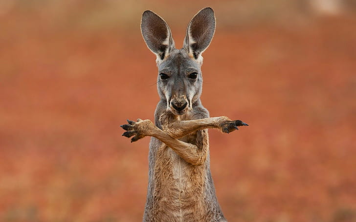 animals, kangaroos, HD wallpaper