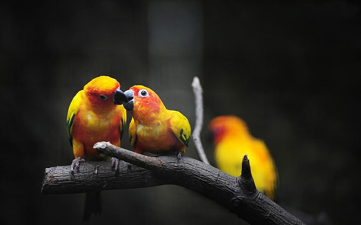 two sun conure birds, parrot, branch, color, birds, HD wallpaper