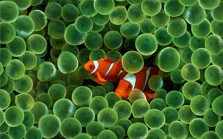 Zwei orange-weiße Clownfische, Fische, Tiere, HD-Hintergrundbild