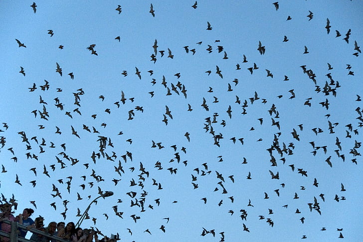 Bat, bats, Chiroptera, flock, Mammal, Swarm, HD wallpaper