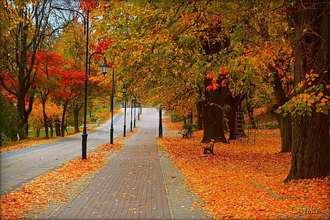 Път, есен, дървета, светлини, парк, есен, листа, цветове, листа, HD тапет HD wallpaper