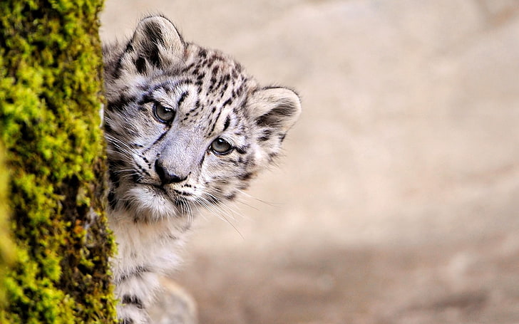 สัตว์ทารกเสือดาวตะไคร่น้ำหิมะ, วอลล์เปเปอร์ HD