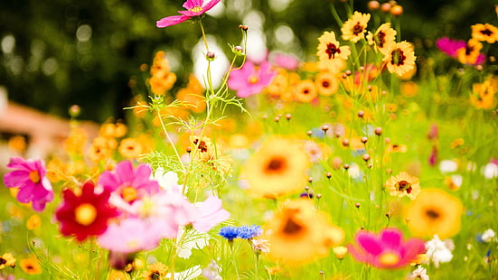 campo, flores, naturaleza, silvestres, Wallpaper HD HD wallpaper