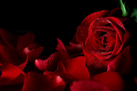red rose, drops, flowers, background, black, rose, petals, Bud, red, HD wallpaper HD wallpaper