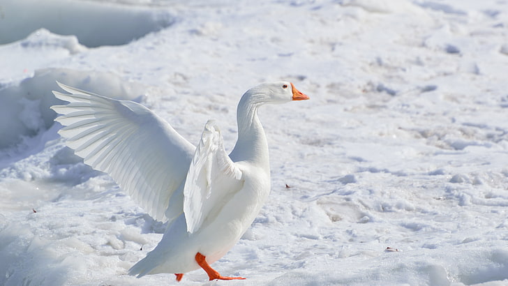 bird, goose, ice, freezing, wing, snow, HD wallpaper